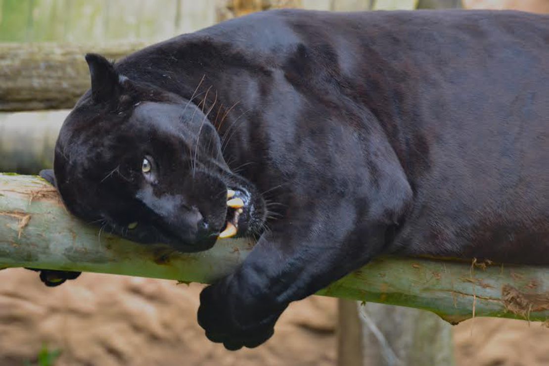 gramadozoo